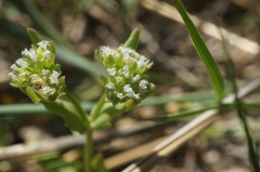 Valerianella carinata