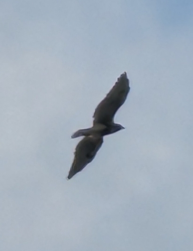 Red-tailed Hawk