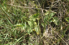Pastinaca clausii