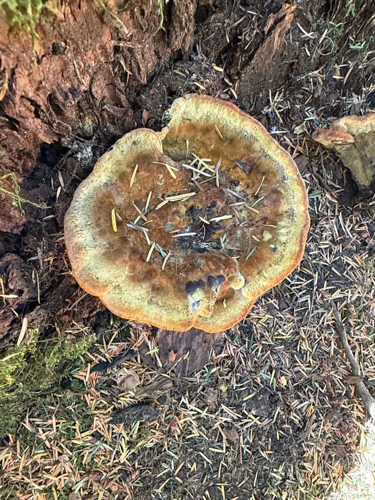 Phaeolus hispidoides · September 2026 · photo: Photo: no rights reserved · iNaturalist