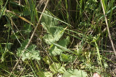 Pastinaca clausii