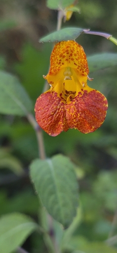 common jewelweed