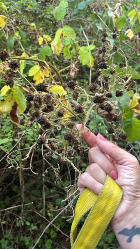 Armenian Blackberry