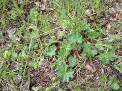 Alchemilla propinqua