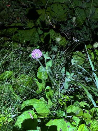 Red Clover