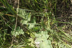Pastinaca clausii