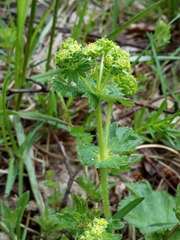 Alchemilla propinqua