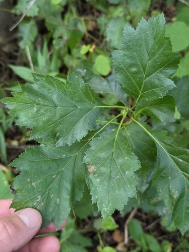 Crataegus chrysocarpa