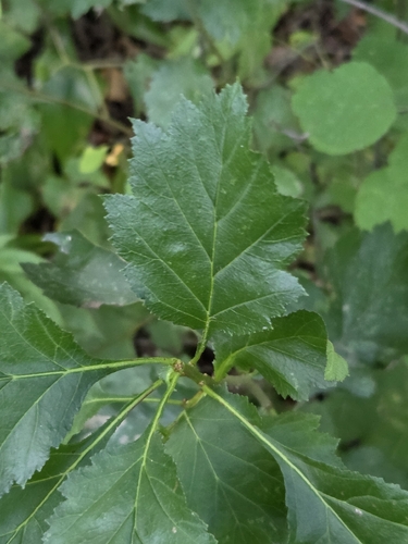 Crataegus chrysocarpa, photograph 2