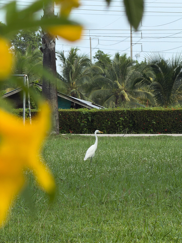 Medium Egret