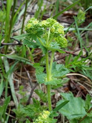 Alchemilla propinqua