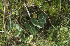 Pastinaca clausii