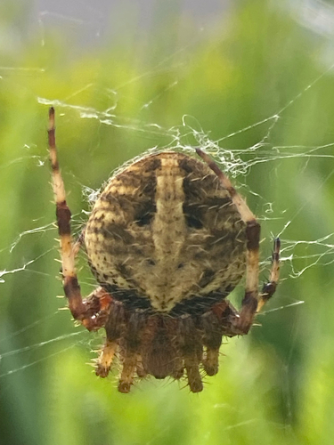 Spotted Orbweaver