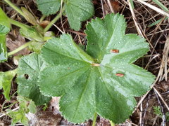 Alchemilla propinqua