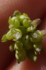 Valerianella carinata