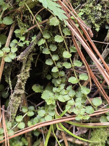 Epilobium pedunculare, photograph 3
