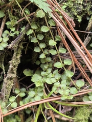 Epilobium pedunculare, photograph author not stated, no rights reserved