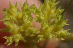 Valerianella muricata