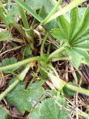Alchemilla propinqua