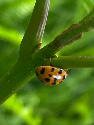 Asian Lady Beetle
