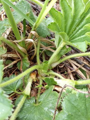 Alchemilla propinqua