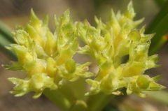 Valerianella muricata