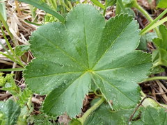 Alchemilla propinqua