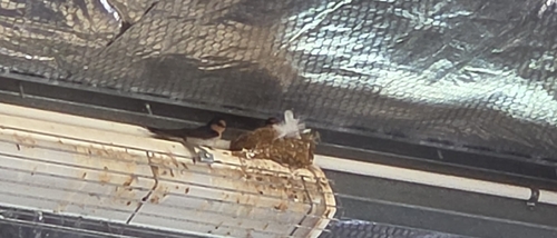 Welcome Swallow