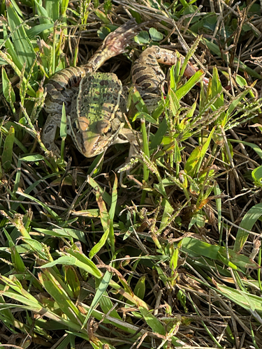 Southern Leopard Frog