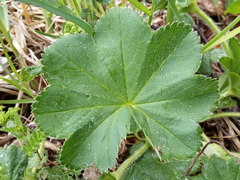 Alchemilla propinqua