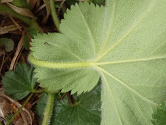 Alchemilla propinqua
