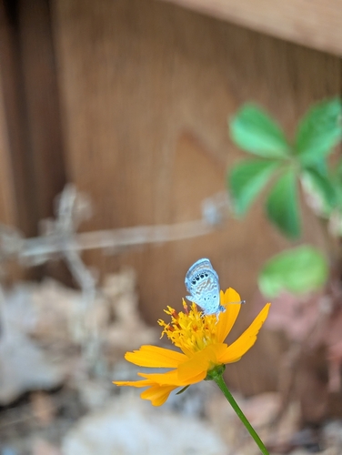 Western Pygmy-Blue