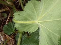 Alchemilla propinqua