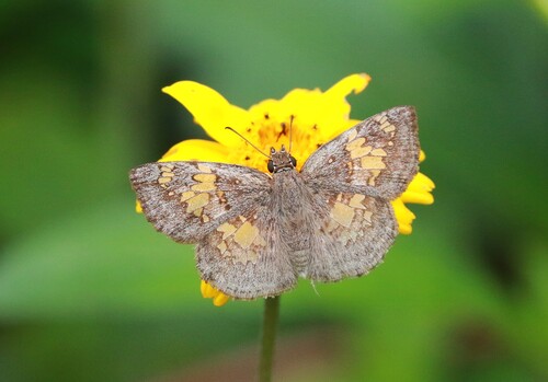 Glassy-winged Skipper