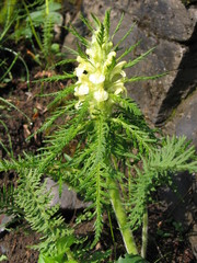 Pedicularis foliosa