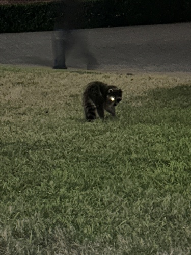 Common Raccoon