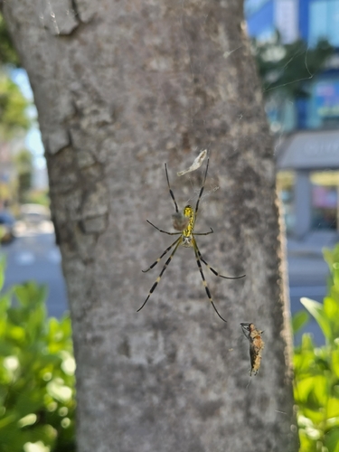 Joro Spider