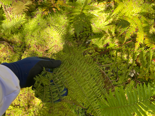 Athyrium microphyllum observed 2026-09-16