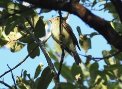 Empidonax virescens