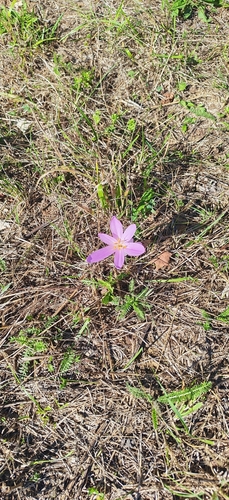 Autumn Crocus