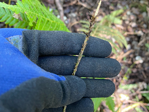 Carex uncinata observed 2026-09-16