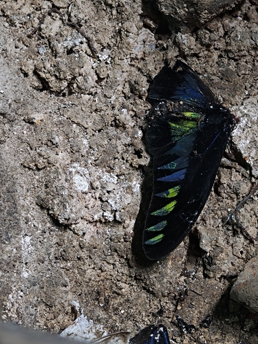 Rajah Brooke's Birdwing