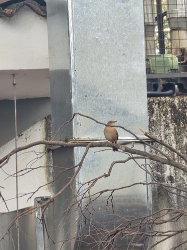 Southern House Wren