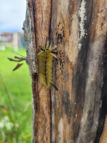 Banded Tussock Moth