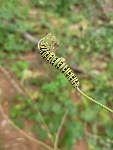 Black Swallowtail