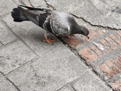 Feral Pigeon