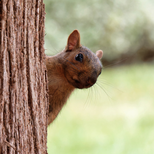 Eastern Gray Squirrel