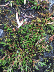 Selaginella wallacei