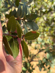 Quercus wislizeni