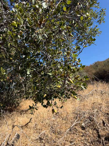 Quercus wislizeni, photograph 3